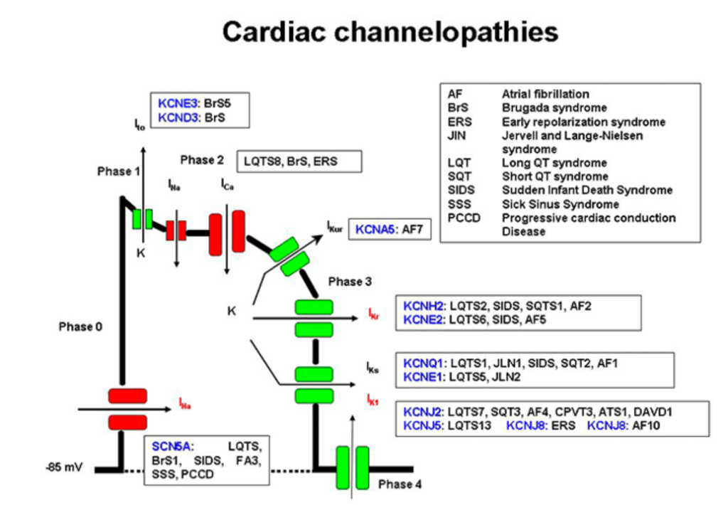 Source: https://www.itaca.edu.es/cardiac 2