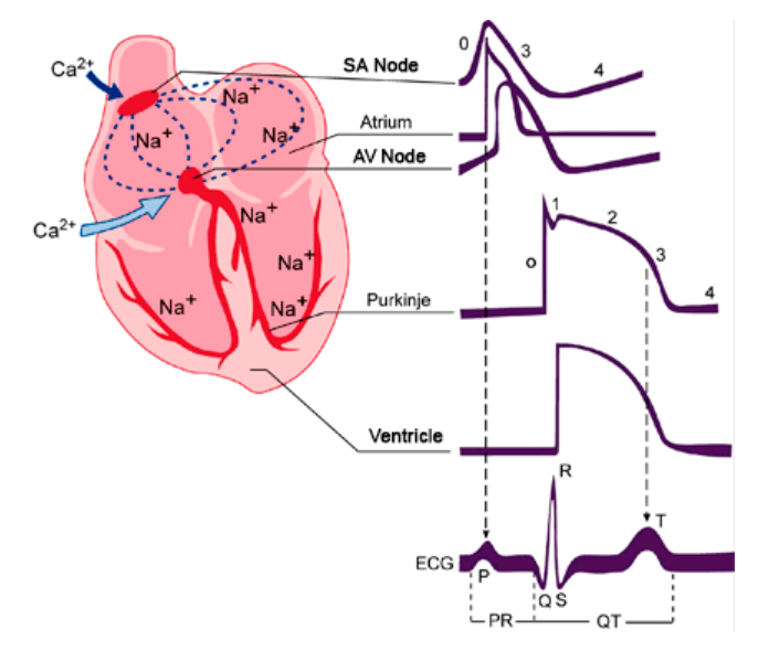 Source: https://www.itaca.edu.es/cardiac 1